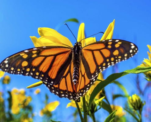 Nell Laser & Cosmetic Clinic